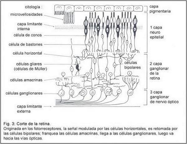 Electrofisiología Ocular. - Image 3
