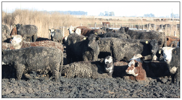 Esquemas de suplementación y engorde en confinamiento de bovinos de carne. - Image 1