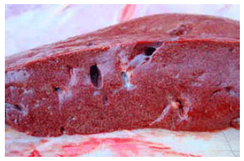 Intoxicación por Cestrum parqui (“duraznillo negro”) en bovinos. Confirmación por análisis micrográfico del contenido ruminal - Image 4