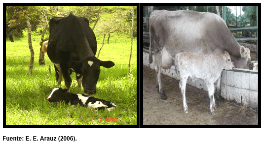 Principales Indicadores del Patrón Reproductivo y Lactacional en la Vaca Lechera e Importancia del Manejo Preventivo en el Tropico - Image 12