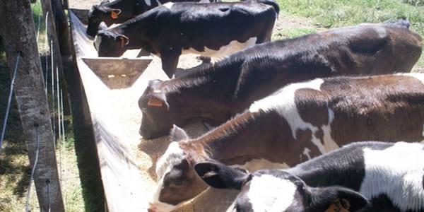 Manejo y alimentación de terneras y vaquillonas. Impacto sobre la eficiencia de la producción láctea. - Image 5