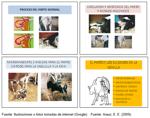 Medidas del manejo integral durante la gestación, el preparto y el parto en la novilla tipo leche para su bienestar y desarrollo corporal ideal en el trópico - Image 12