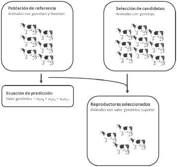 Factores genéticos que influencian la composición de la leche bovina - Image 4