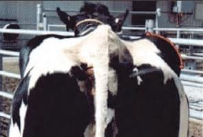 Evaluación de la condición corporal de para el engorde de vacas lecheras de descarte - Image 14