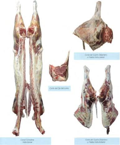 Evaluación de la condición corporal de para el engorde de vacas lecheras de descarte - Image 5