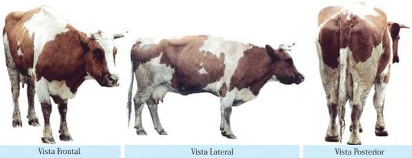 Evaluación de la condición corporal de para el engorde de vacas lecheras de descarte - Image 2