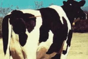 Evaluación de la condición corporal de para el engorde de vacas lecheras de descarte - Image 19