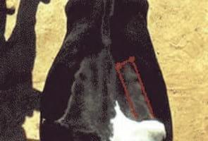 Evaluación de la condición corporal de para el engorde de vacas lecheras de descarte - Image 11
