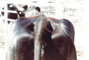 Evaluación de la condición corporal de para el engorde de vacas lecheras de descarte - Image 16