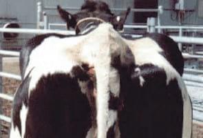 Evaluación de la condición corporal de para el engorde de vacas lecheras de descarte - Image 17