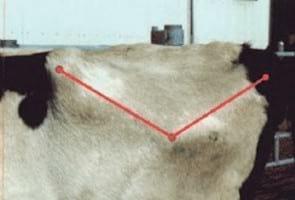 Evaluación de la condición corporal de para el engorde de vacas lecheras de descarte - Image 8