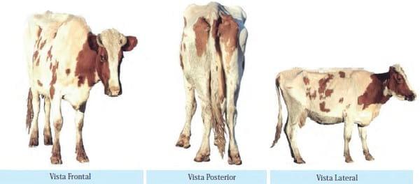 Evaluación de la condición corporal de para el engorde de vacas lecheras de descarte - Image 4
