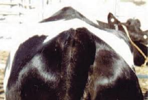 Evaluación de la condición corporal de para el engorde de vacas lecheras de descarte - Image 18