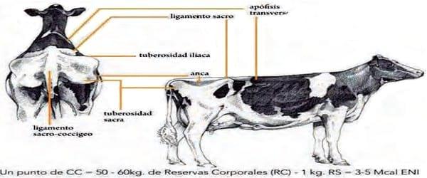 Evaluación de la condición corporal de para el engorde de vacas lecheras de descarte - Image 7
