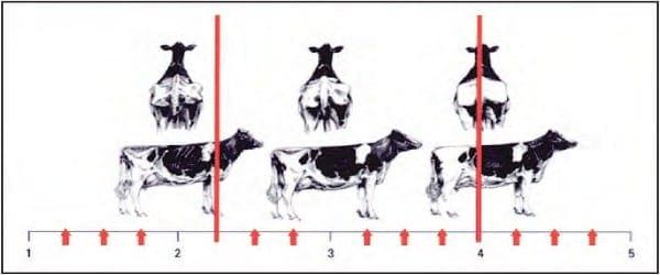 Evaluación de la condición corporal de para el engorde de vacas lecheras de descarte - Image 6