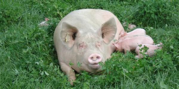 La Producción Porcina Ecológica, una posible solución a futuro - Image 1