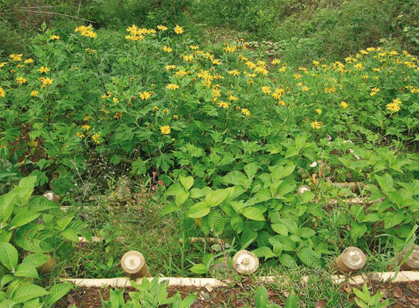 El botón de oro: arbusto de gran utilidad para sistemas ganaderos de tierra caliente y de montaña - Image 4