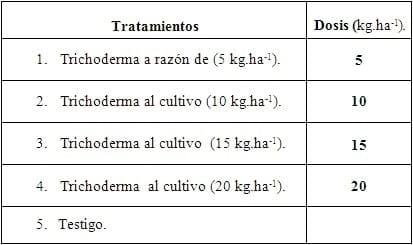 Influencia de trichoderma harzianum a-34, en el crecimiento y desarrollo de solanum lycopersicum l en cultivo protegido - Image 2