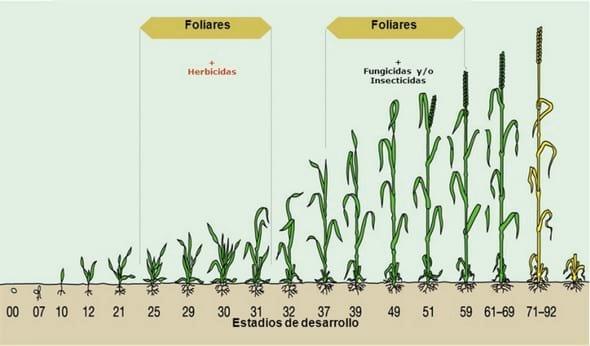 Cuándo aplicar fertilización foliar - Image 4