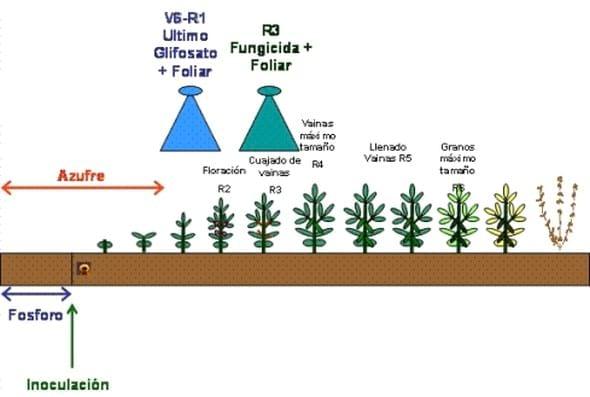 Cuándo aplicar fertilización foliar - Image 2