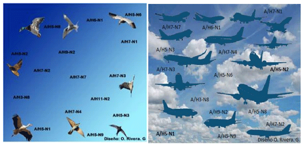 Aves Migratorias y la Gripe Aviar - Image 4