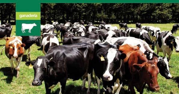 Características de un buen reproductor bovino para ganaderías de doble propósito y carne - Image 1