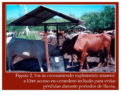 Suplementación de mineral para vacas en pastoreo - Image 3