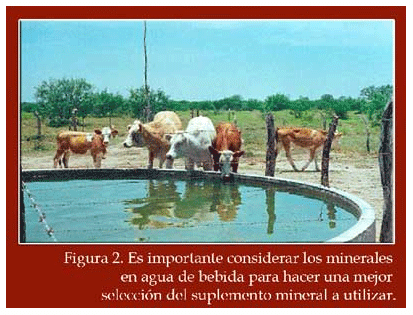Suplementación de mineral para vacas en pastoreo - Image 2