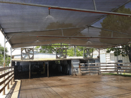 Estrés calórico. Enfriamiento de vacas mediante la combinación de mojado y ventilación forzada. - Image 3