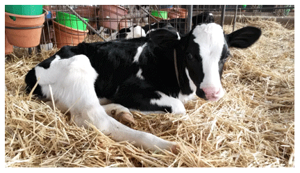 Evaluación en terreno de la calidad del calostro en vacas de lecherías de alta producción, medido a traves de dos métodos - Image 5