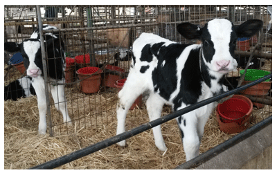 Evaluación en terreno de la calidad del calostro en vacas de lecherías de alta producción, medido a traves de dos métodos - Image 6