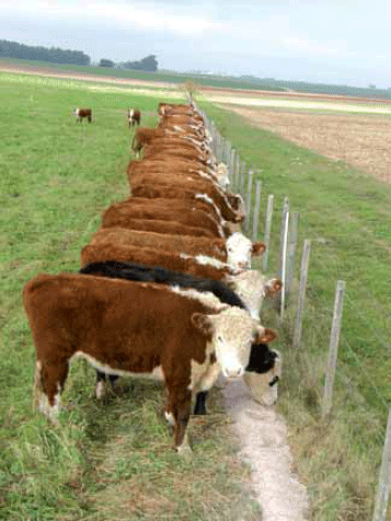 Alimentación en sistemas ganaderos intensivos de producción de carne: Recomendaciones para la mejora de la productividad - Image 3