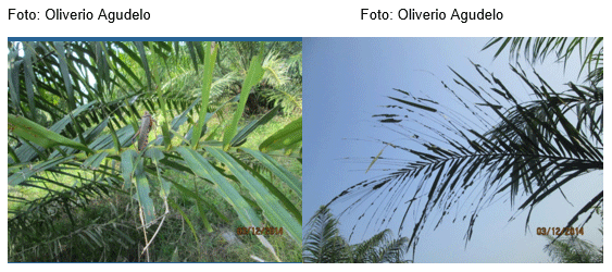 La langosta, Una nueva amenaza en cultivos de palma de aceite - Image 2