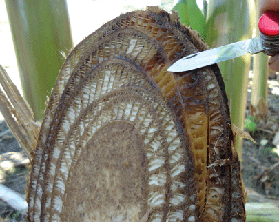 Producción de material de ‘siembra’ limpio en el manejo de las enfermedades limitantes del plátano - Image 4