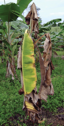 Producción de material de ‘siembra’ limpio en el manejo de las enfermedades limitantes del plátano - Image 1