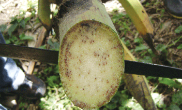 Producción de material de ‘siembra’ limpio en el manejo de las enfermedades limitantes del plátano - Image 2