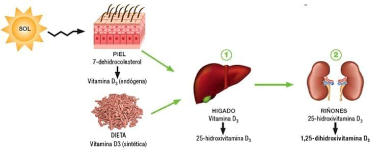Metabolismo de la vitamina D - Image 3