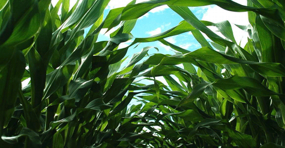 Ensayo híbridos de maíz 2014-2015: Superando las 12 toneladas - Image 6