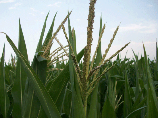 Ensayo híbridos de maíz 2014-2015: Superando las 12 toneladas - Image 7