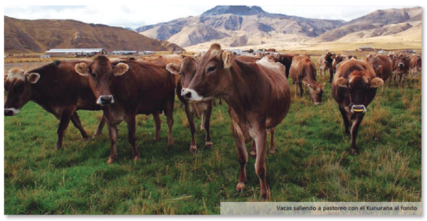Tambo Queque Norte:donde la altitud y la ganadería tecnificada conviven - Image 9