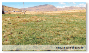 Tambo Queque Norte:donde la altitud y la ganadería tecnificada conviven - Image 5