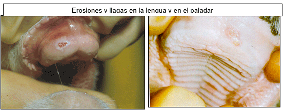 Estomatitis vesicular: enfermedad confundible con fiebre aftosa en el Perú - Image 14