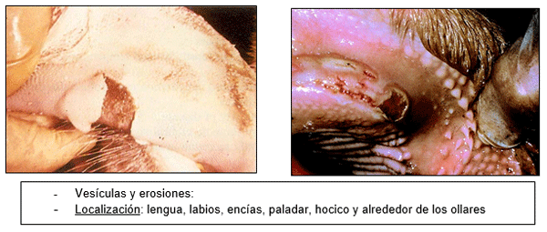 Estomatitis vesicular: enfermedad confundible con fiebre aftosa en el Perú - Image 11