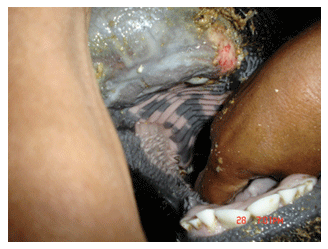 Estomatitis vesicular: enfermedad confundible con fiebre aftosa en el Perú - Image 16