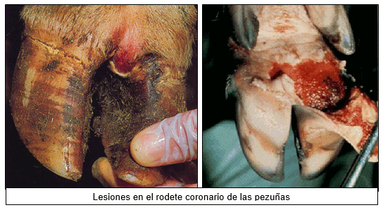 Estomatitis vesicular: enfermedad confundible con fiebre aftosa en el Perú - Image 15