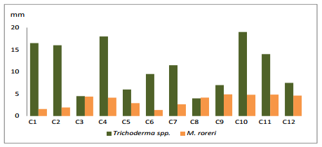 Cultivo in vitro de trichoderma spp., y su antagonismo frente a moniliopthora roreri - Image 4