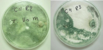 Cultivo in vitro de trichoderma spp., y su antagonismo frente a moniliopthora roreri - Image 9
