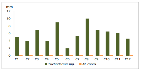 Cultivo in vitro de trichoderma spp., y su antagonismo frente a moniliopthora roreri - Image 8