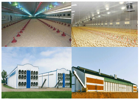 Bioseguridad avícola ¿revision y actualización? Articulo 67 - Image 2