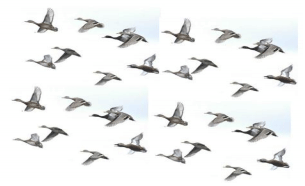 Aves migratorias: Su cacería y la gripe aviar. Articulo 65 - Image 2